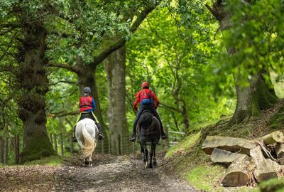 Forestry England opens up woodlands for more horse riding