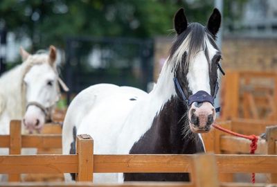 Initial findings to help determine equestrianism's social value