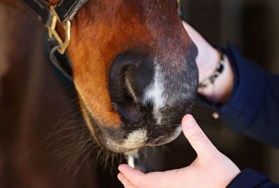 Essential equine health topics in the spotlight for British Equestrian’s Equine Health Week campaign